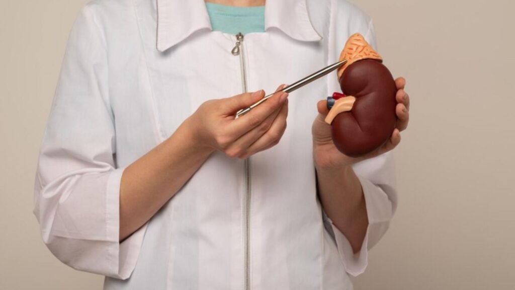 AI Model Revolutionizes Kidney: The Future of AI in Kidney Care