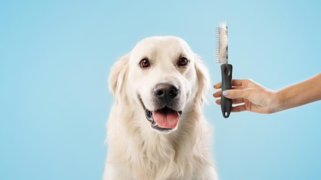 How to Select Pet Grooming Products
