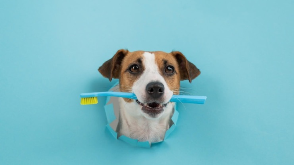 What To Expect During Your Pet’s Oral Assessment