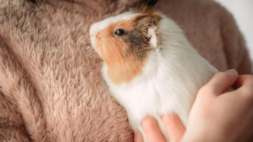 Hold Your Guinea Pig Properly