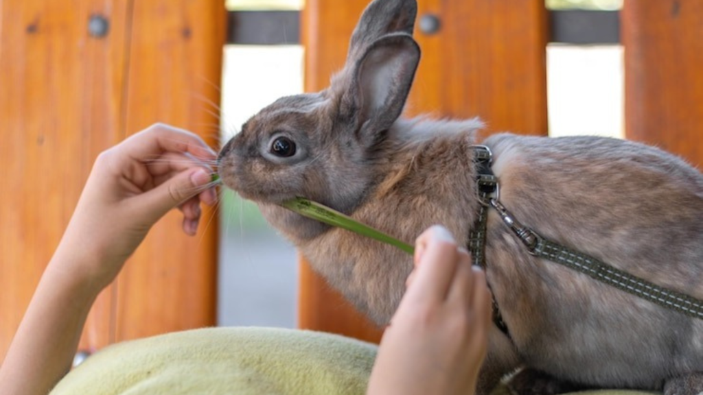 What Does A Rabbit Need?