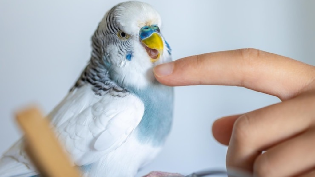 Which Birds Are Parrots?