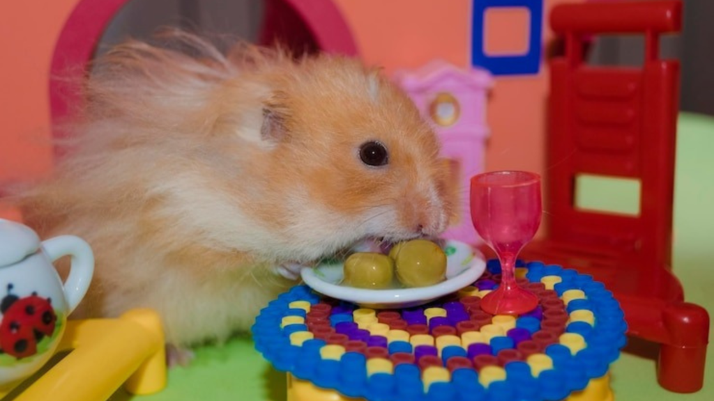 Why Choose DIY Pet Toys?