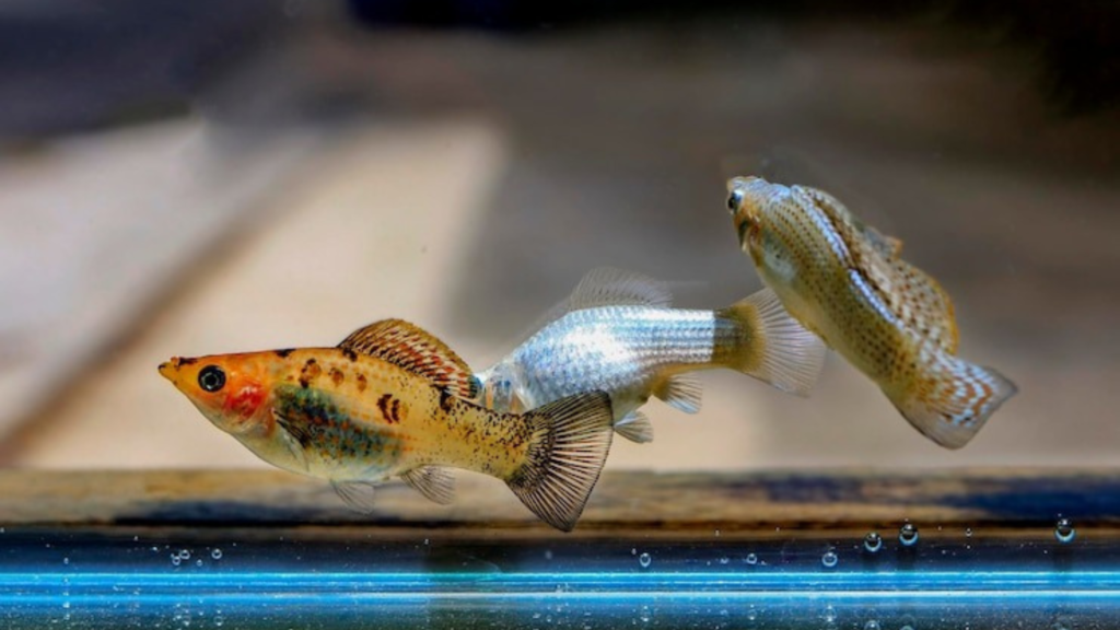 Freshwater or Saltwater?