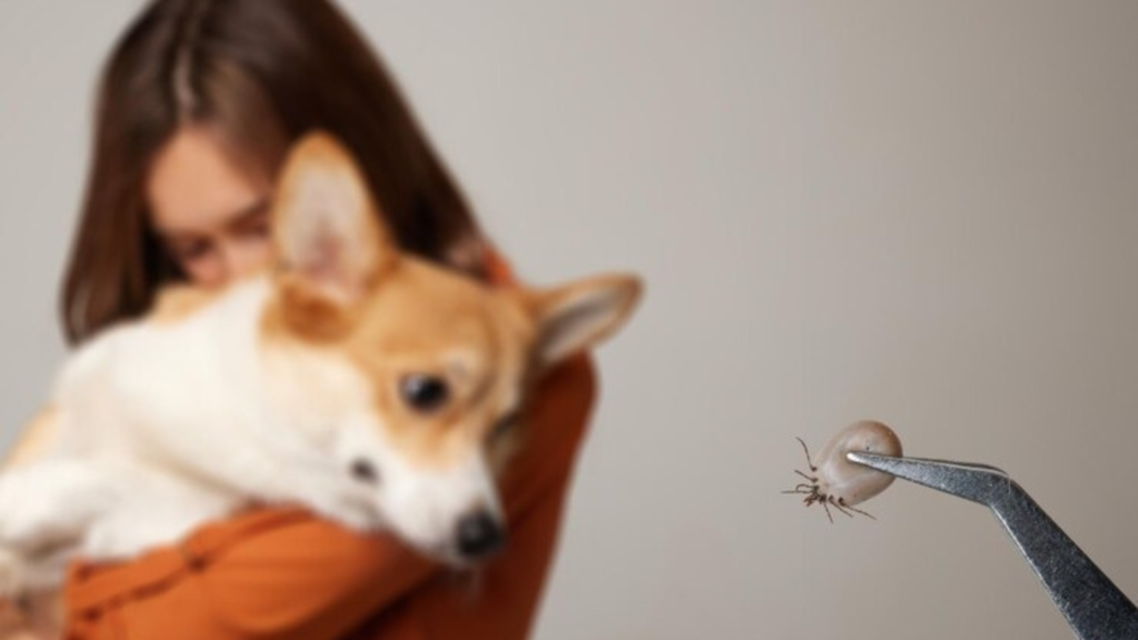 Why Is Flea and Tick Prevention Important for Dogs?