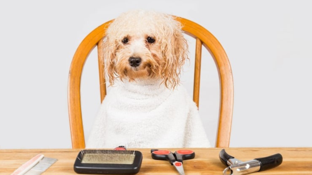 How to Select Pet Grooming Products