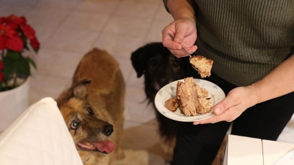 The Importance of Regular Veterinary Visits and Vaccination Plans