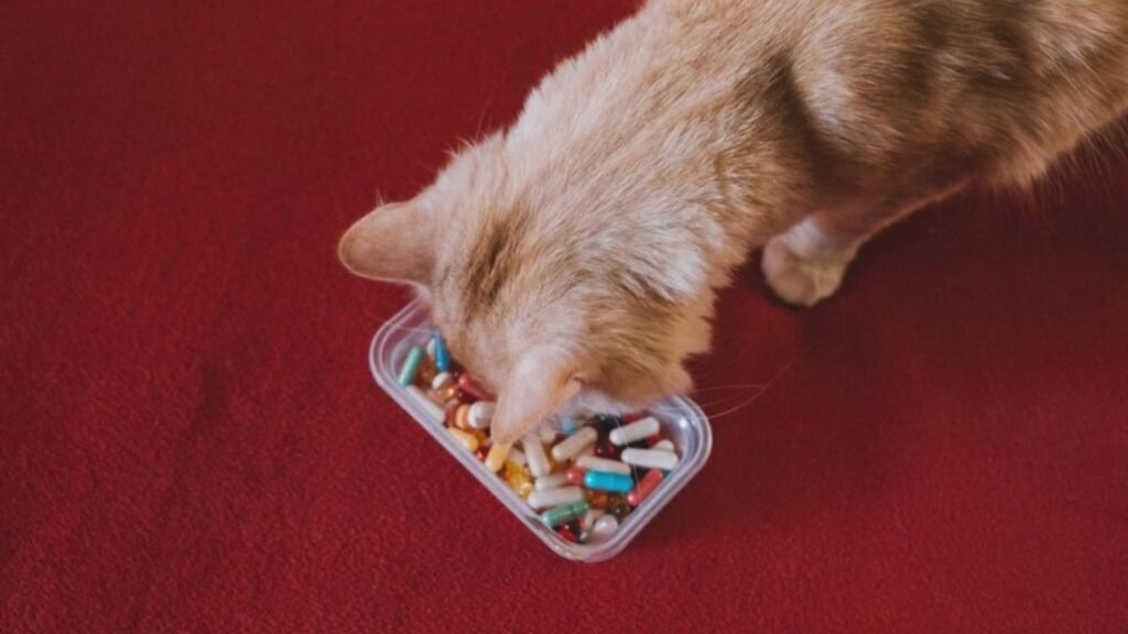 Ensuring Quality and Safety in Pet Vitamin Supplements