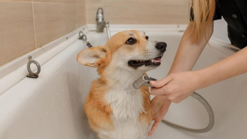 Signs of Recovery and Health Improvements in Your Dog