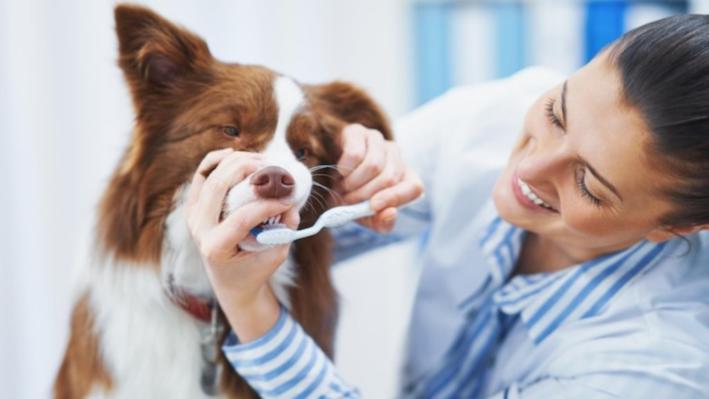 What are the Signs of Dental Disease?