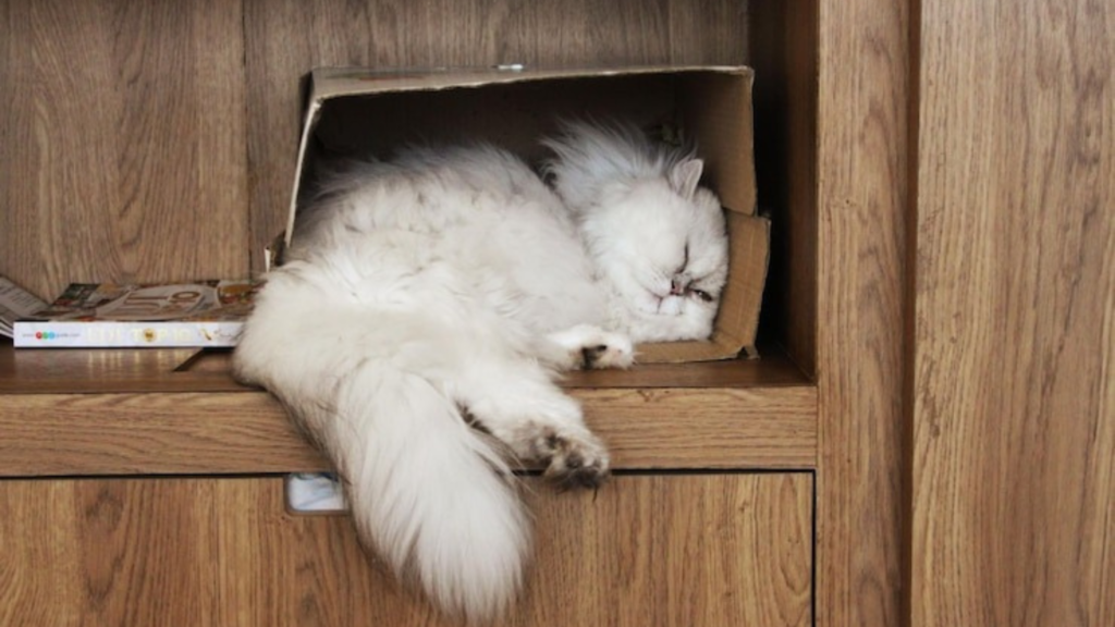 How to Encourage Cats to Spend Time in Safe Places