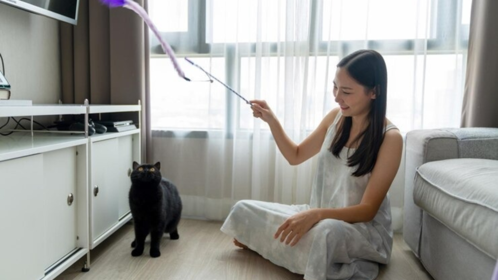 Introducing new cats