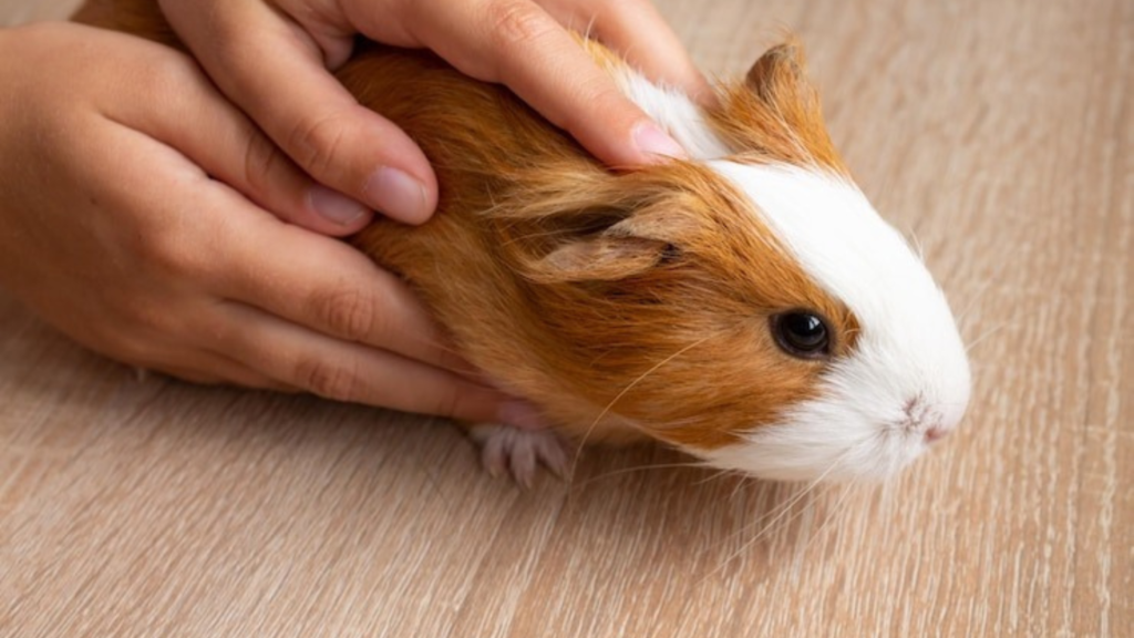 Give Your Guinea Pig a Balanced Diet