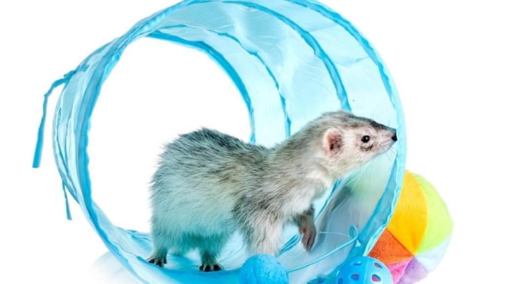 Interactive Treat Dispensers