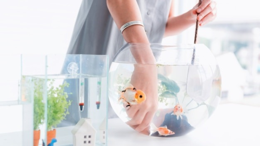 What Do You Need for a Freshwater Aquarium?