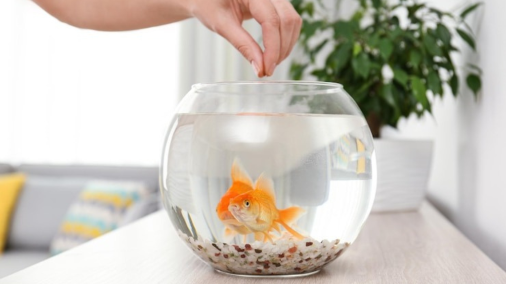 Common Aquarium Mistakes and How to Avoid Them
