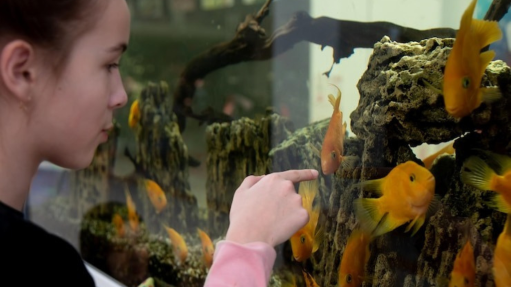 How Long Does It Take for an Aquarium to Cycle?