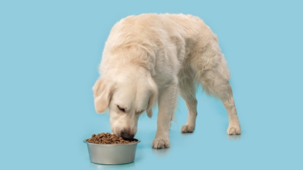 Why Sustainable Pet Ownership Matters