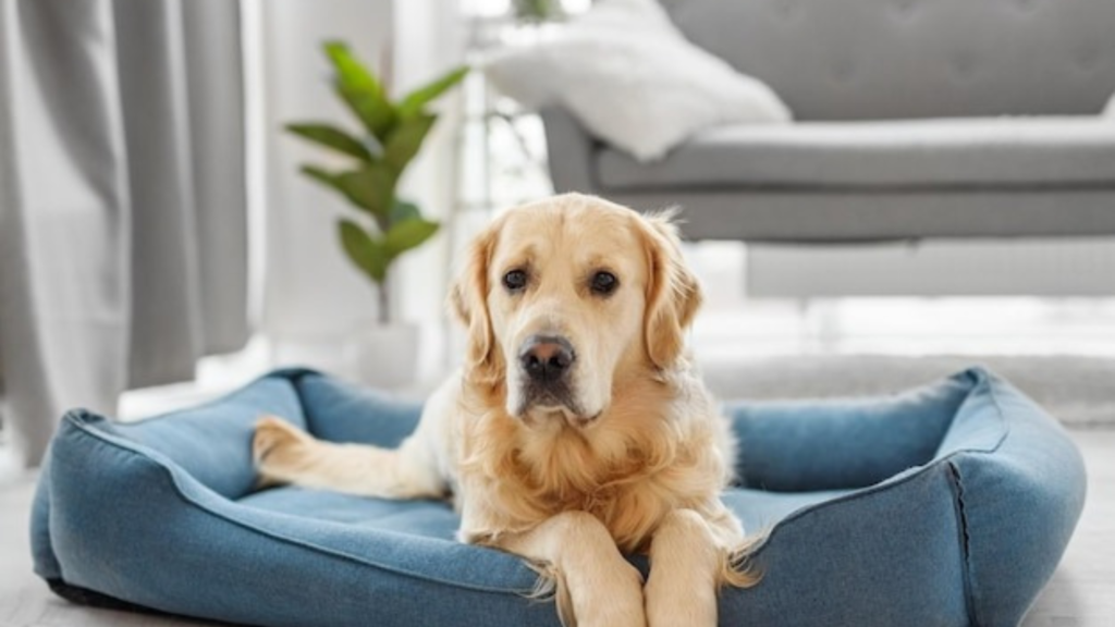 Luxury dog beds for special dogs