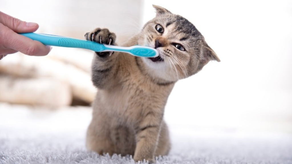 How to Help Your Pet