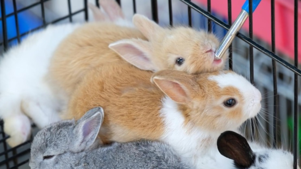 Secure and Interactive Ferret Enclosures