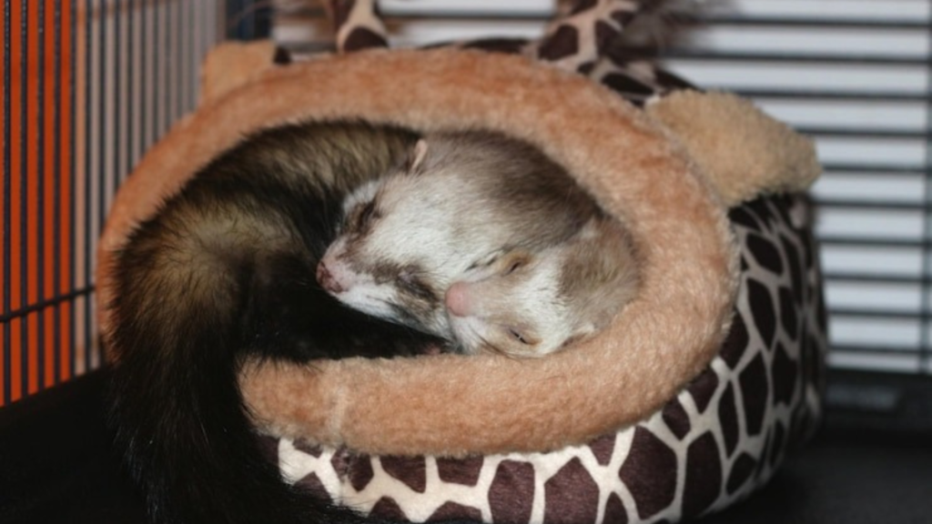 How to Set Up the Perfect Habitat for Your Ferret