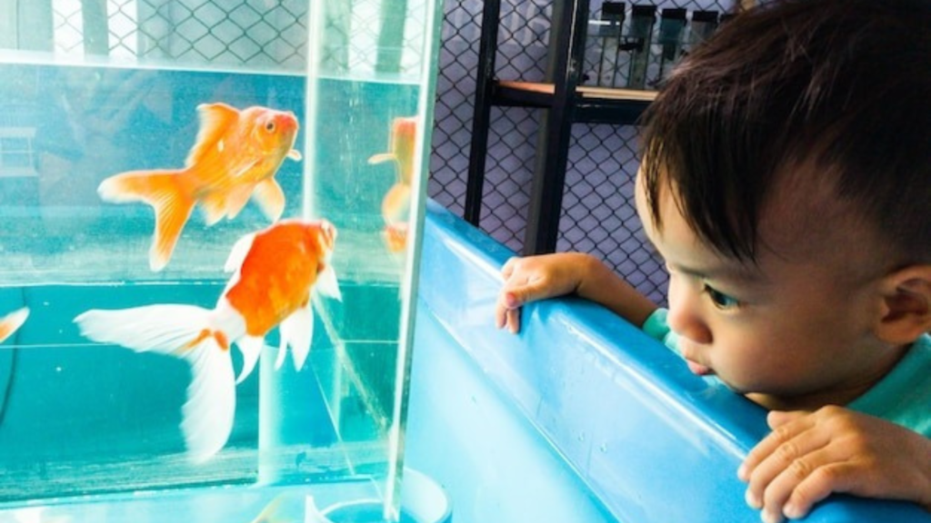 What to Feed Your Aquarium Fish for Optimal Health