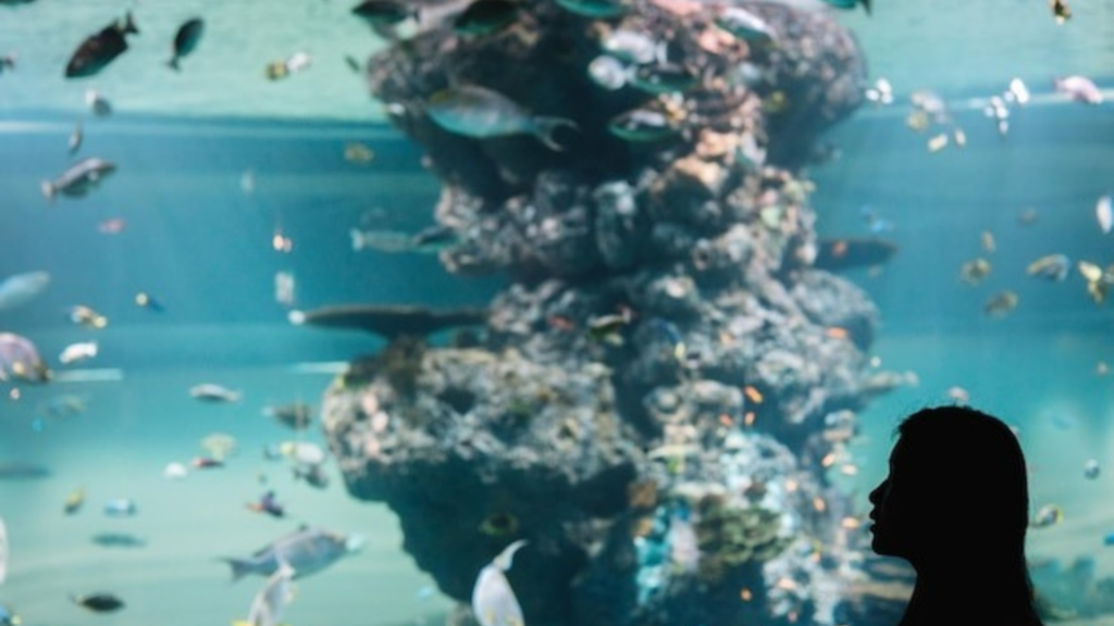 How Do I Increase My Biological Filtration?