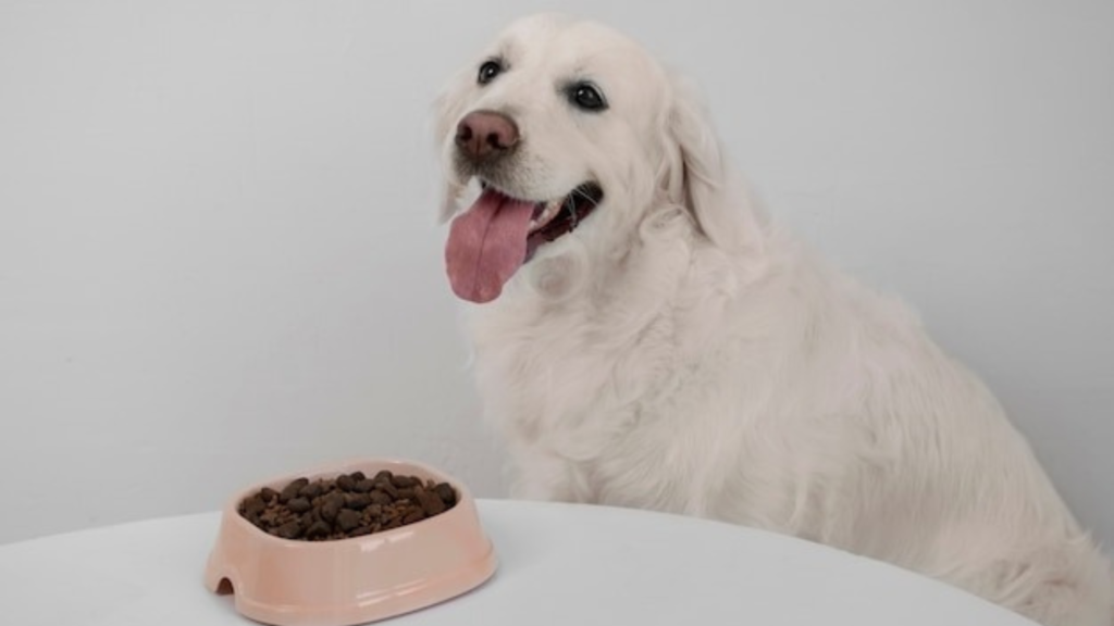 Eco Friendly Pet Products for Sustainable Pet Ownership