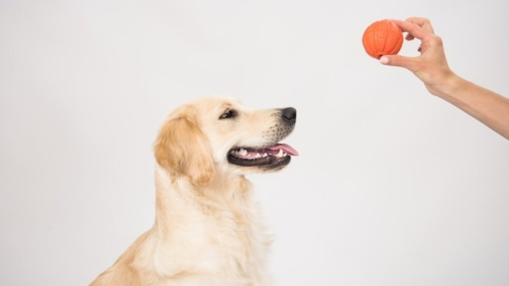 Treat Dispensing Toys Your Pet Will Love
