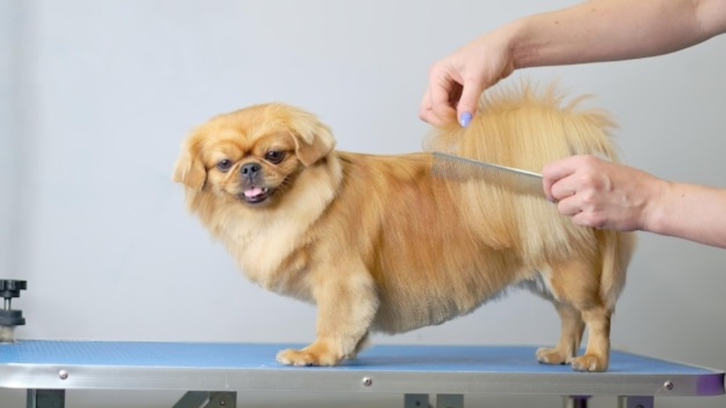 Top-Rated Grooming Tools for Dogs and Cats