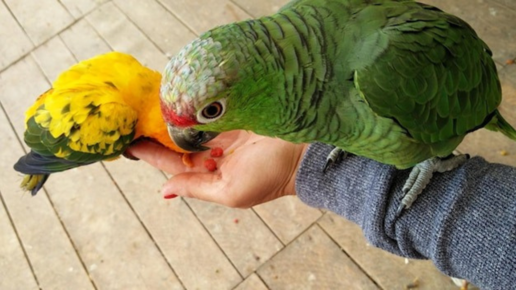The Appeal of Exotic Pets for Social Media