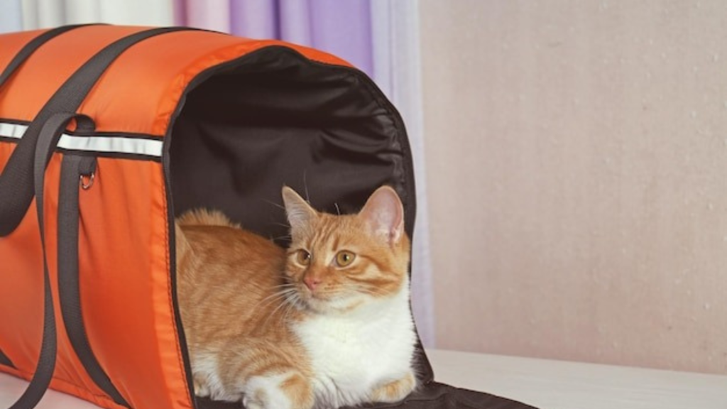 Innovative Cat Homes Created by Architects in Giving Shelter Benefit