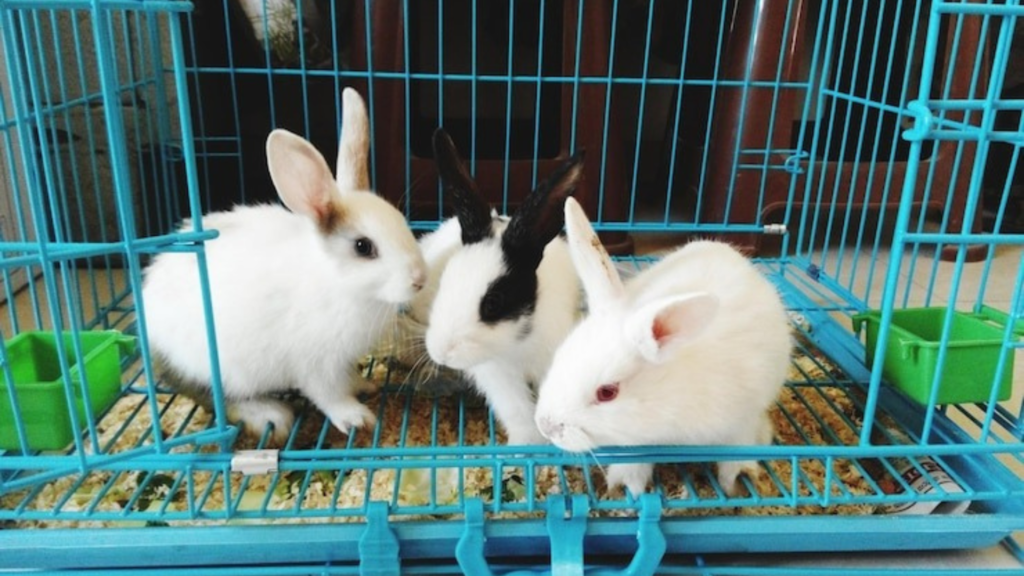 Choosing the Right Cage for Your Rabbit’s Comfort
