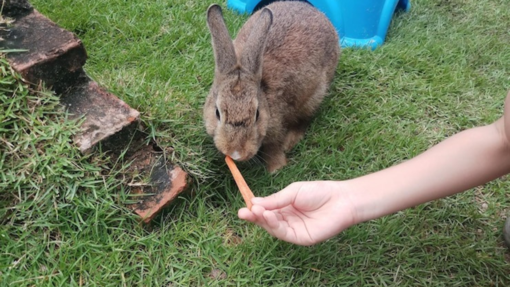 What to Feed Your Pet Rabbit A Complete Guide