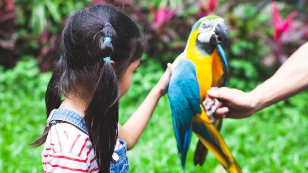 Using Repetition and Positive Reinforcement to Teach Your Parrot