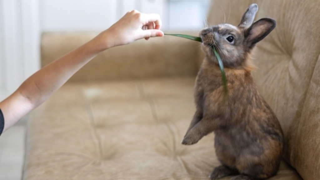 Zoonotic Risks and Exotic Pets