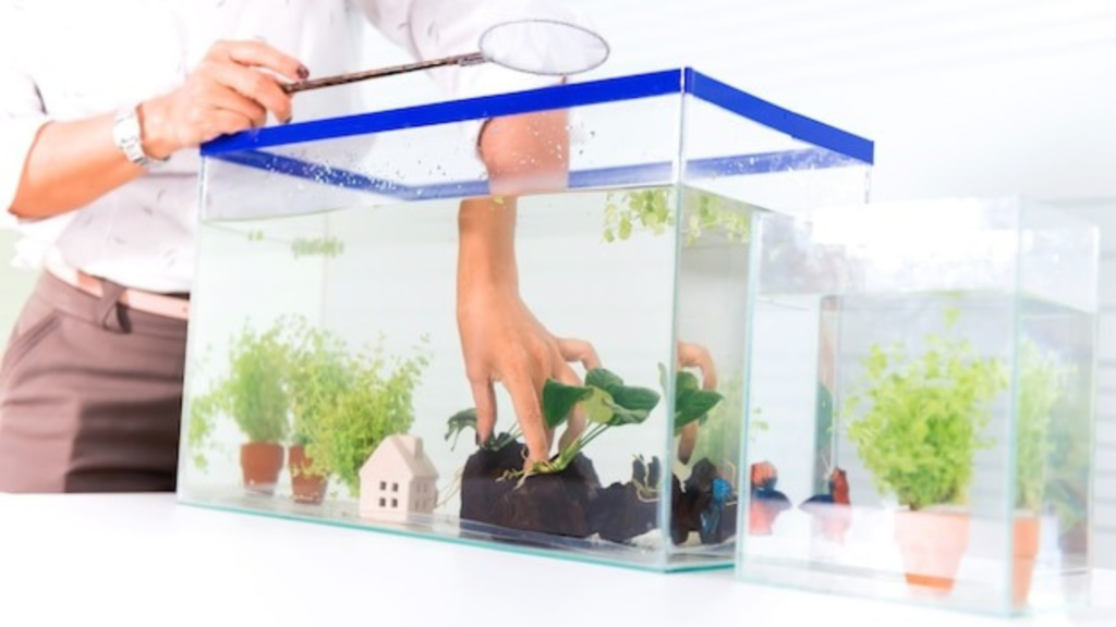 Choosing Coldwater Fish and Aquarium Placement