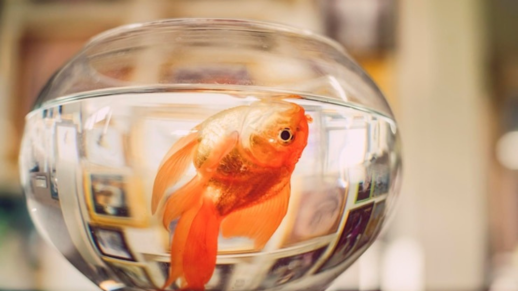 The Impact of Water Salinity on Fish Homeostasis and Survival