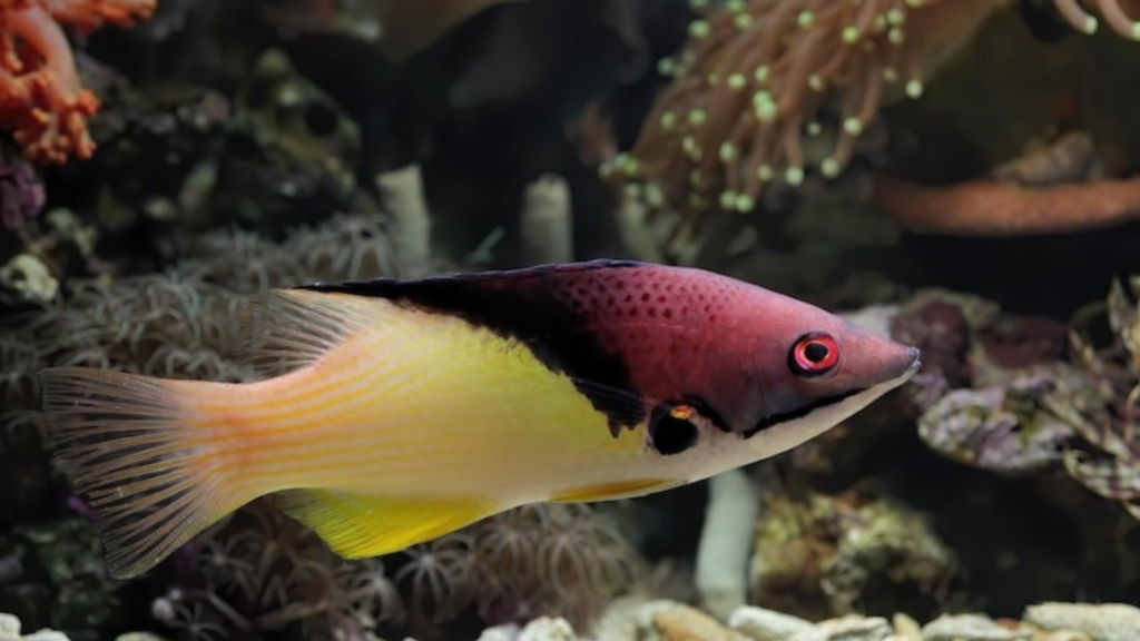 Why Corydoras Are Ideal for Beginners