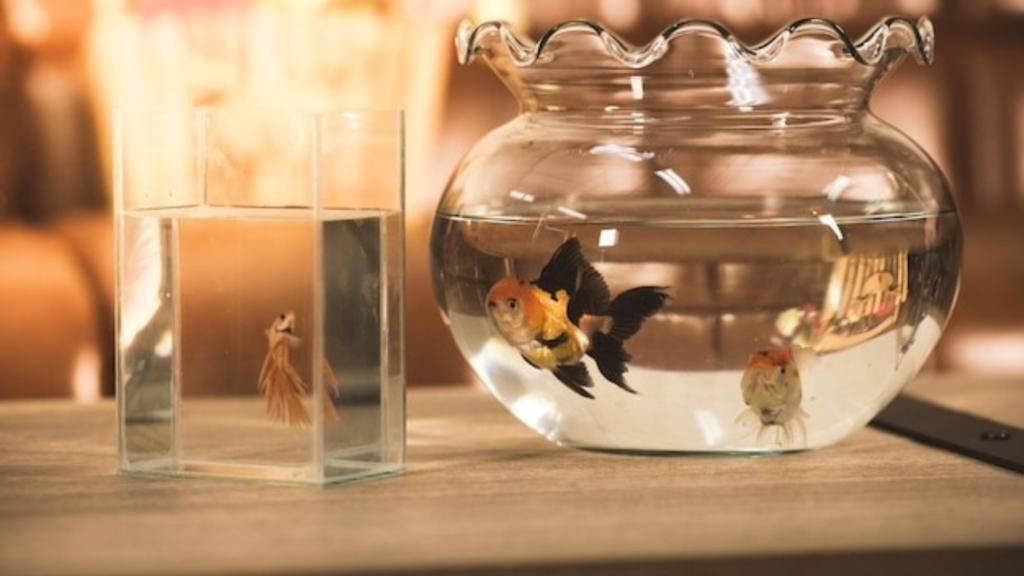 Choosing Compatible Tropical Fish