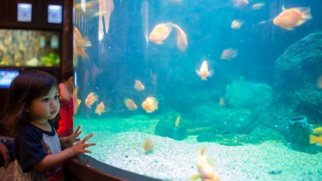Risks and Symptoms of Overfeeding in Aquariums