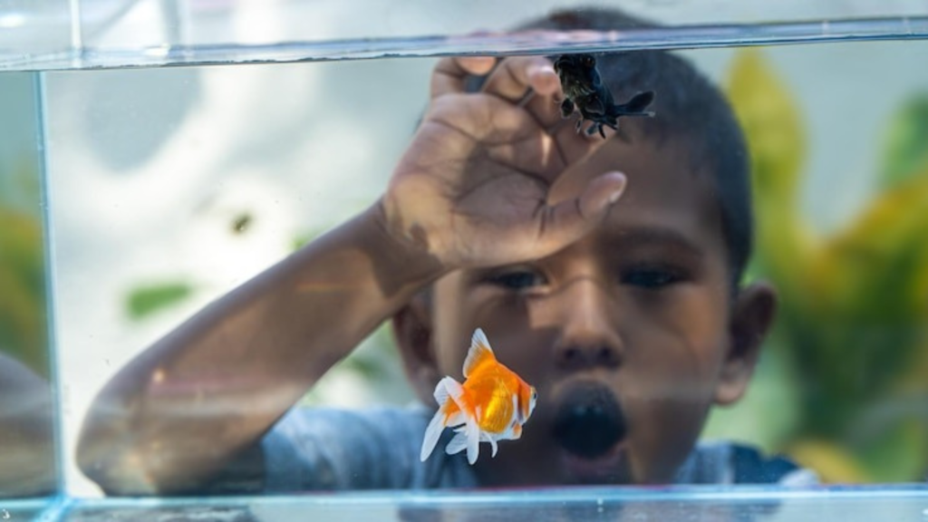 Effects of Acute and Chronic Gill Irritation in Fish