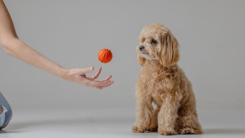 Slow Feeding Solutions to Combat Pet Obesity