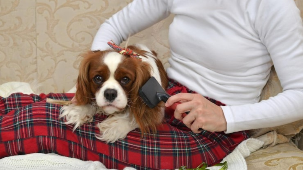 Effective Tools for Removing Pet Hair from Upholstery and Carpets
