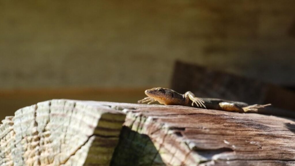 The Construction of Tortoise Enclosure