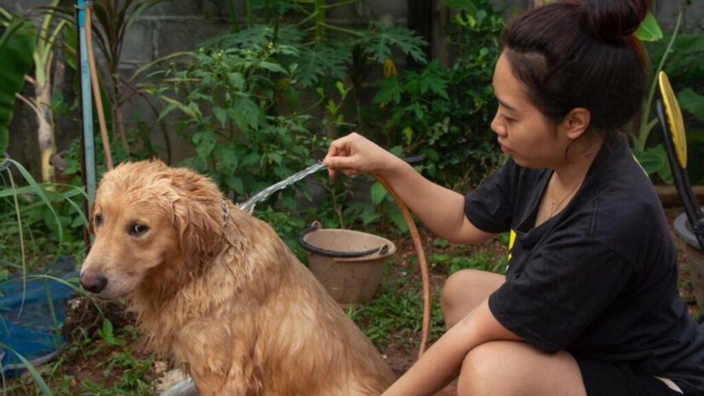 Improved resistance to diseases and infections