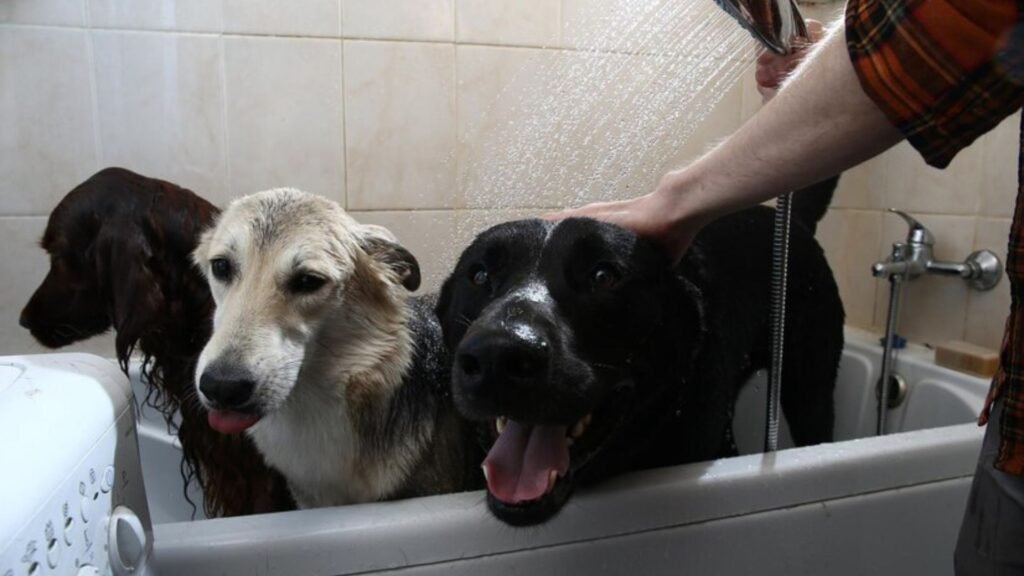 Essential vitamins and minerals