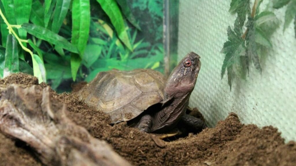 The Desert Environment