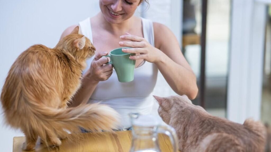 Coats and Other Pet Clothing